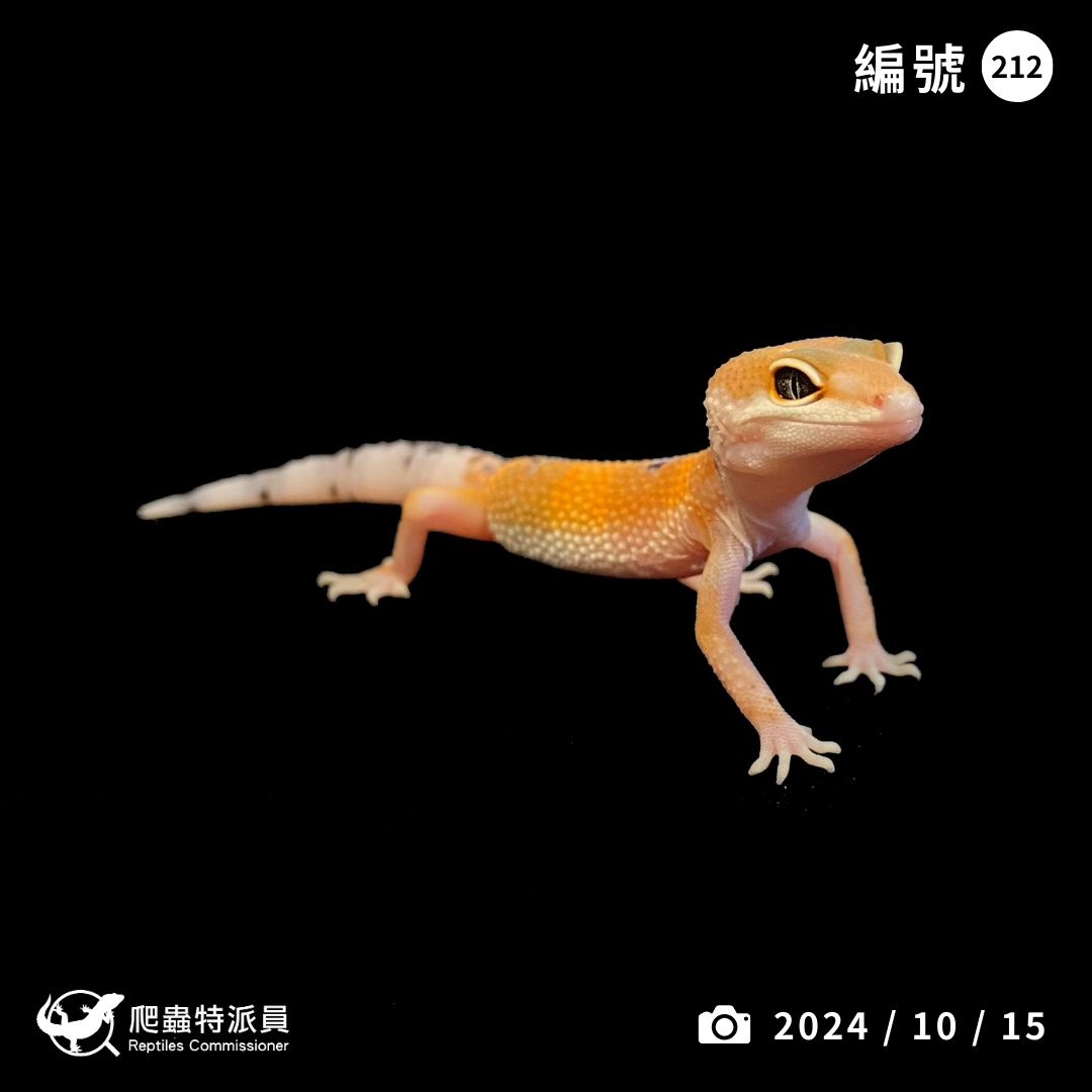 豹紋守宮．橘化（編號 212）